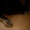 Aidan and Duke - @lazypeople040406 - TikTok