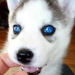 Aidan Farley - @awsome_husky_fan - Instagram
