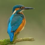 Aidan Fox - @aidanf71 - Instagram