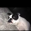 Aidan  - @aidangeorge12345678 - TikTok