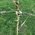 Aidan Pearson - @p_aidan - Instagram