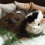Aidan,Poe,Scully,Cookie,Claire - @godzillasguineapigs - Instagram