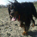 Aidan - @aidan_gordon_setter - Instagram