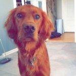 Aiden 🐶 Irsk Setter 🐶 - @prins_aiden - Instagram