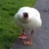Aidan Stump - @quacks_0.2 - TikTok