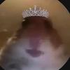 Rex the Hamster - @aidan.washington1 - TikTok