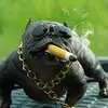 Aidan☢️ - @aidanwilson61 - TikTok
