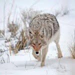 aidan wolf - @predator_killer_15 - Instagram