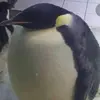 aidenbarrera980 - @squirrel5051 - TikTok