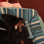 Aiden Bean - @robojellybean - Instagram