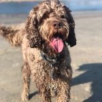 Aiden Bear - @dogonabeach - Instagram