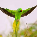 aiden Bernard - @parrot_racer - Instagram