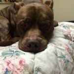 Aiden Bernard - @aiden_the_pitbull - Instagram