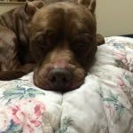 Aiden Bernard - @aiden_the_pit - Instagram