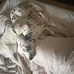 Aiden Bowden - @bowden.aiden - Instagram