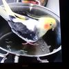 Aiden Boyd - @birb1221 - TikTok