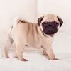 aiden calhoun - @pug.lover06 - TikTok
