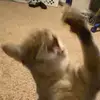 Aiden Cline - @aiden.cline - TikTok