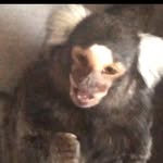 Aiden Cuevas 🐵 - @aidensjungle_ - Instagram