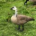 Aiden Dart - Facebook