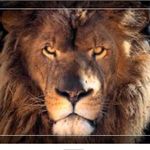 Aiden Deleon - @baseball_lion14 - Instagram