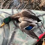 Aiden Dodson - @ajdodson75 - Instagram