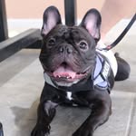 Aiden Duke of House Debrecen - @tubbyyummy - Instagram