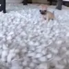 Ultimate pug - @aidenduran66 - TikTok