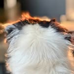 Aiden Fitzpatrick - @kodi_theshepherd - Instagram