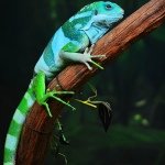Aiden Fleming - @animalsloveme1 - Instagram