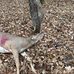 Aiden Fortner - Facebook