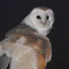 Aiden Harper - @aiden.harper1 - TikTok