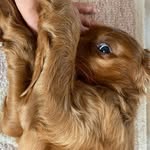 🐾 Aiden 🐾 Red Favour - @aiden_the_irishredsetter - Instagram