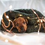 Aiden Green Irish Avalanche - @aidengreen.irishterrier - Instagram
