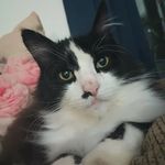 Aiden Keith - @strawhatkillua8 - Instagram