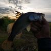 Aiden_Kent🐊🎣 - @aiden._.kent - TikTok