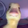user9010455152845 - @_aiden_krueger15 - TikTok