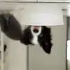 aidenmorin948 - @ceiling_doggo - TikTok