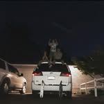 Aiden - @aiden_mozingo - Instagram