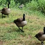 Aiden Mueller - @thrgoosewhisperer.aiden - Instagram