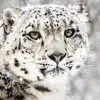 aidenmunro706 - @aidenmunro706 - TikTok