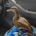 Aiden Murray - @duckfighter36 - Instagram