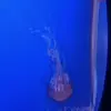 aiden - @aiden.pace - TikTok