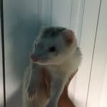 Aidan Penny - @animalaidan123 - Instagram