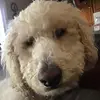 Aiden Peterson - @puppinator - TikTok