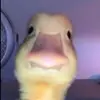 aiden - @aidenrandall52 - TikTok