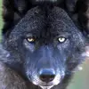 Aiden Robbins - @sswolfss_89067 - TikTok