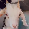 Aiden Sanchez - @aidensancheez - TikTok