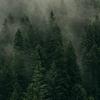 Tall_Tree_Man - @aidensaunders7 - TikTok