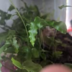 Aiden Watts - @aidenwatts603 - Instagram